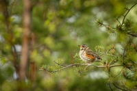 Drozd cvrcala - Turdus iliacus - Redwing 8482